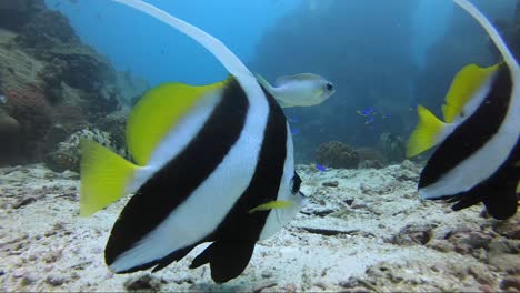 Banner-fish-close-up-then-giant-grouper-in-background-back-fin-reverses-and-swims-away