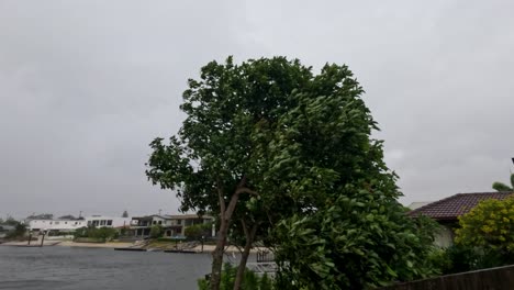 a tree sways vigorously in strong winds during a storm, set against a suburban backdrop under overcast skies