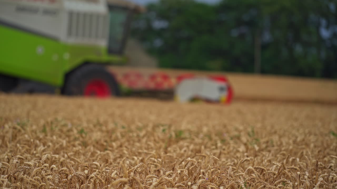 Harvester working in the field. A special technique cuts the finished wheat