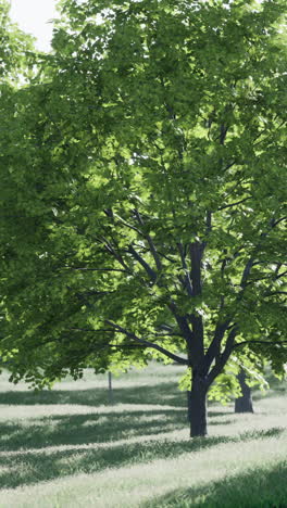 a single green tree in a grassy field