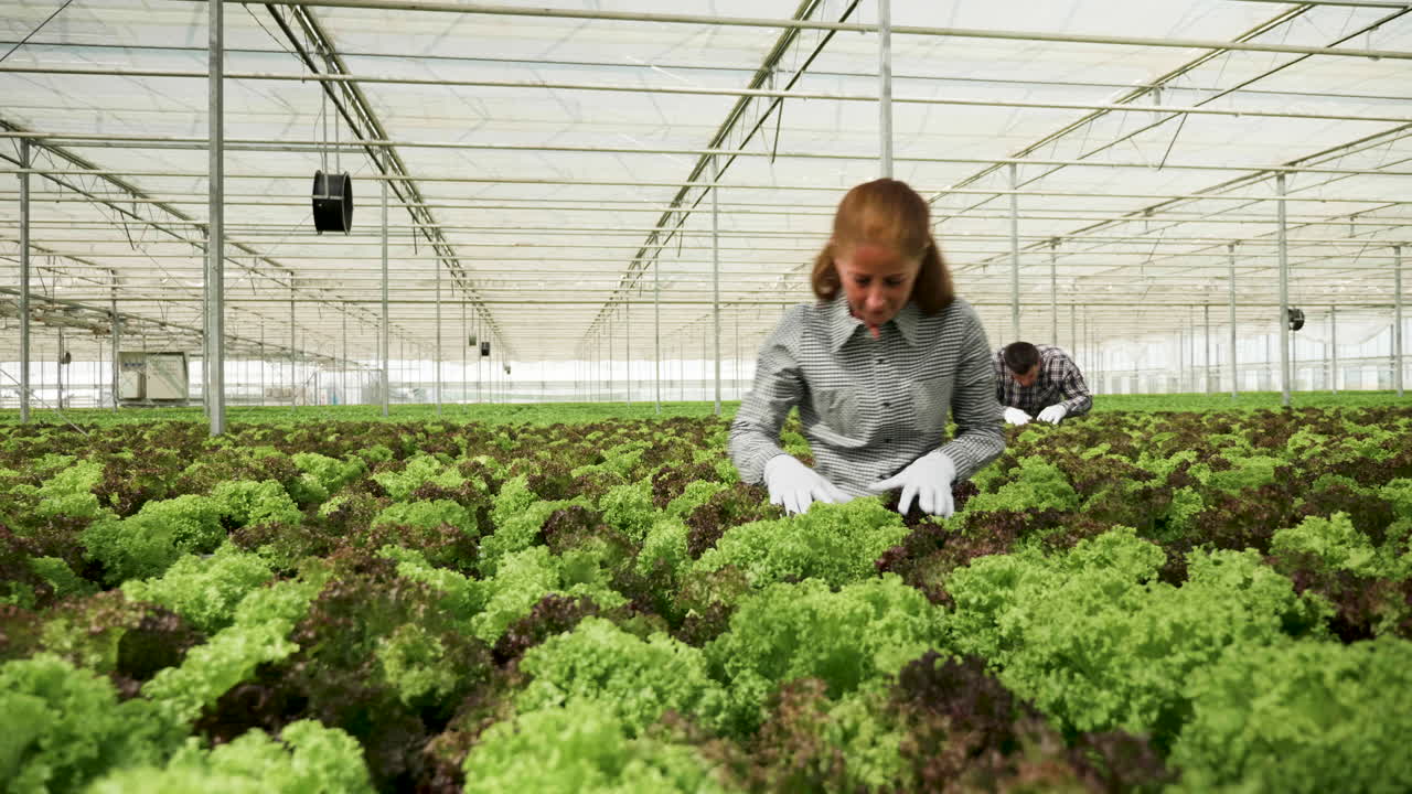 Lettuce Harvest in Greenhouse