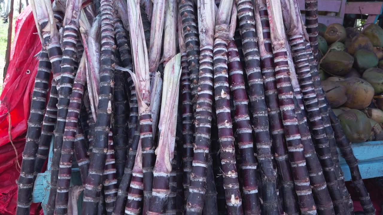 Gran pila de tallos de caña de azúcar morada recién cosechados expuestos en un puesto de frutas al borde de la carretera