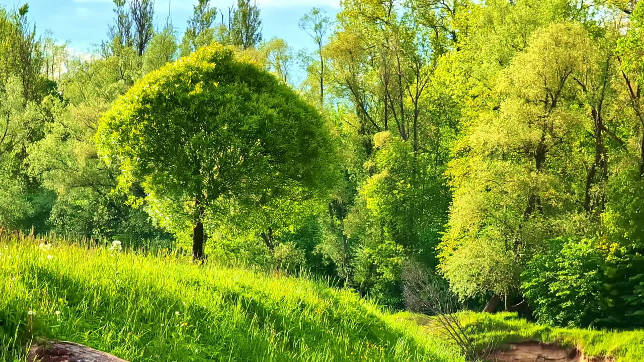 Isolated lush green rounded tree standing on grassy slope un sunny summer day