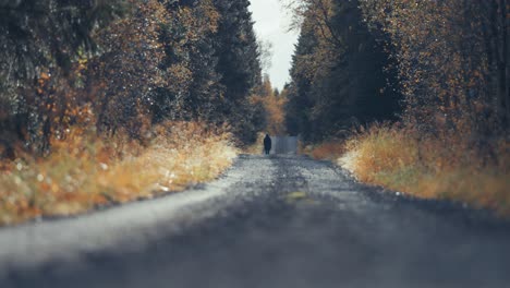 a woman with a small white dog walks along the unpaved road through the autumn forest