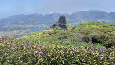 인도 서부 ghats의 kalsubai-harishchandragad 야생 동물 보호 구역에서 부는 바람에 야생화 밭이 흔들립니다.