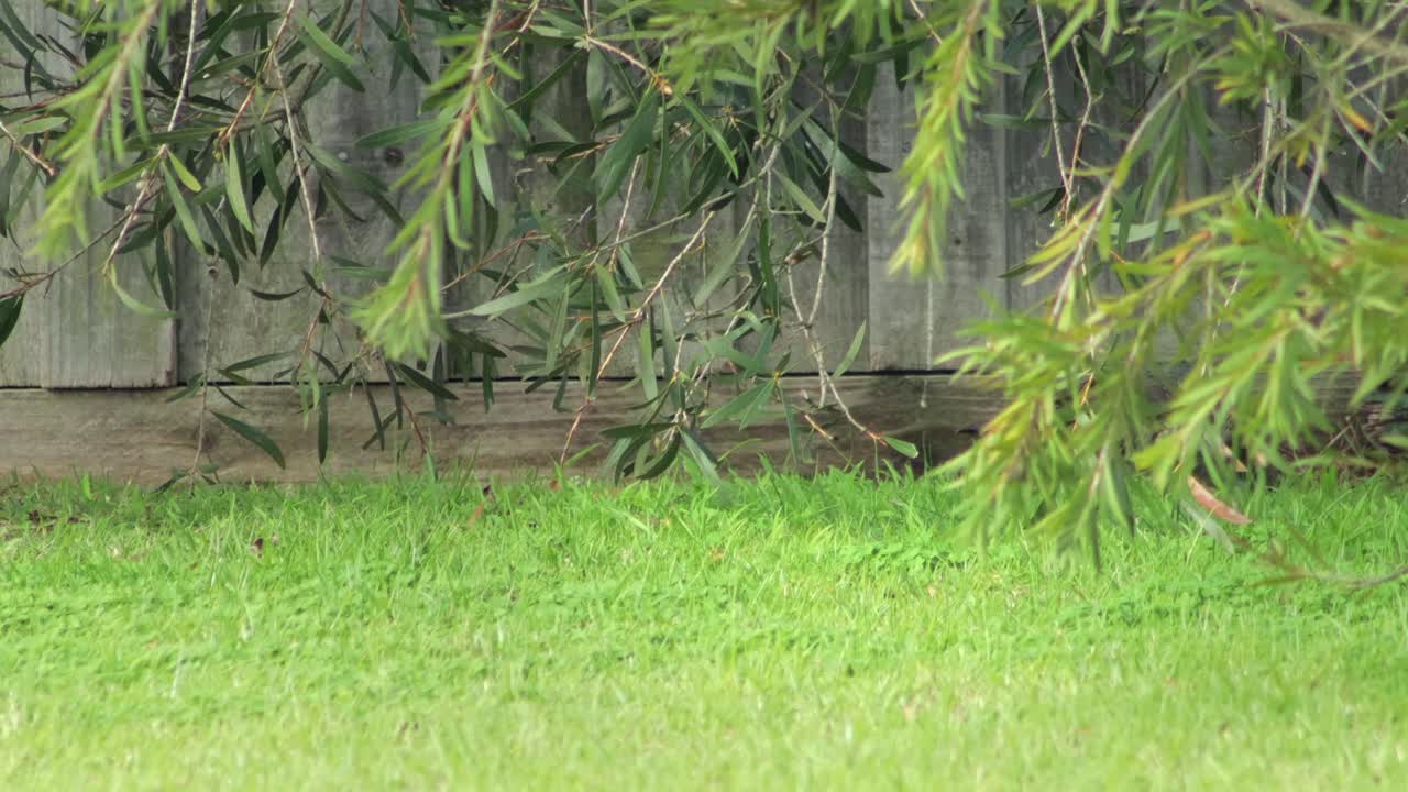 Australian Bird Hidden in the Garden