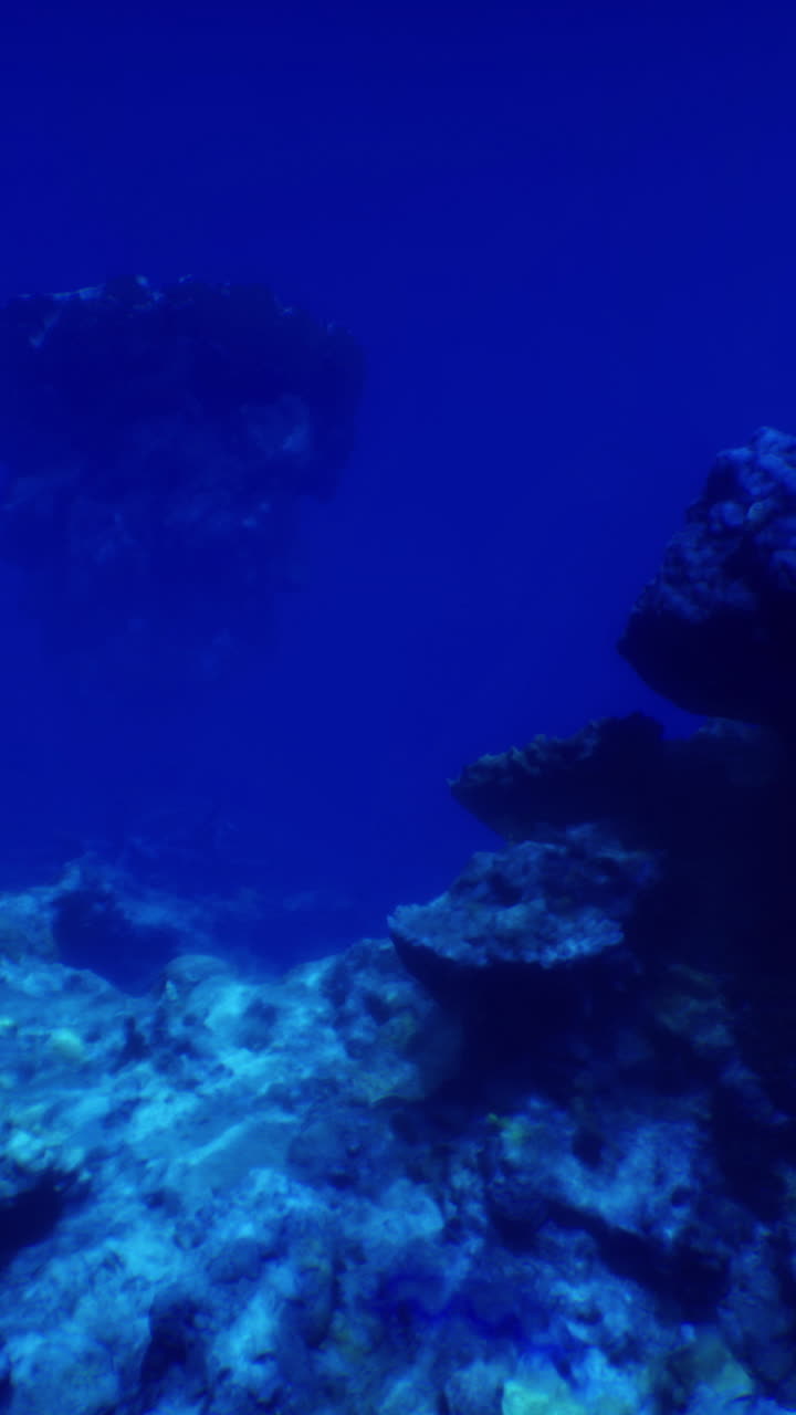 Underwater exploration reveals vibrant coral formations and marine life