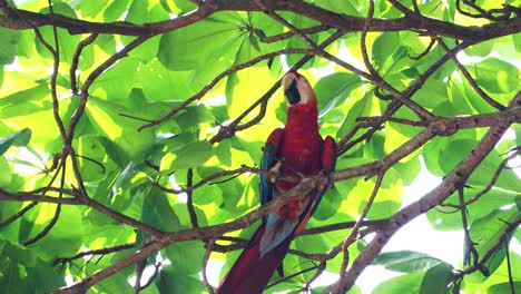 Close-up-of-a-red-macaw-on-tree-branches-in-Costa-Rica