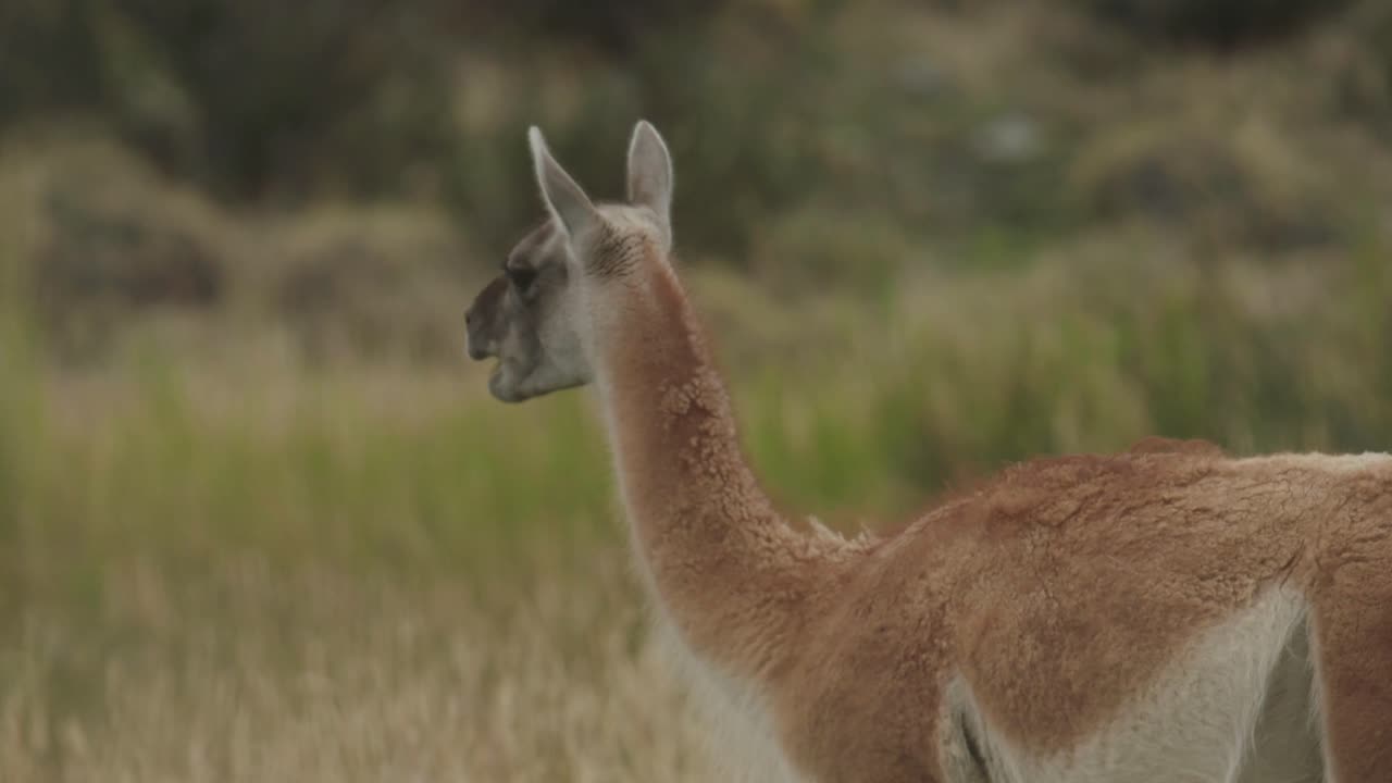 plano medio de un guanaco masticando hierba