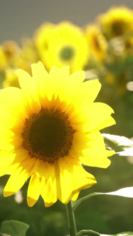 close-up of a yellow sunflower in a field