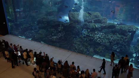 Aquarium,-sea-life,-fish,-ocean,-water,-underwater,-aquariums,-Dubai-mall,-tourism