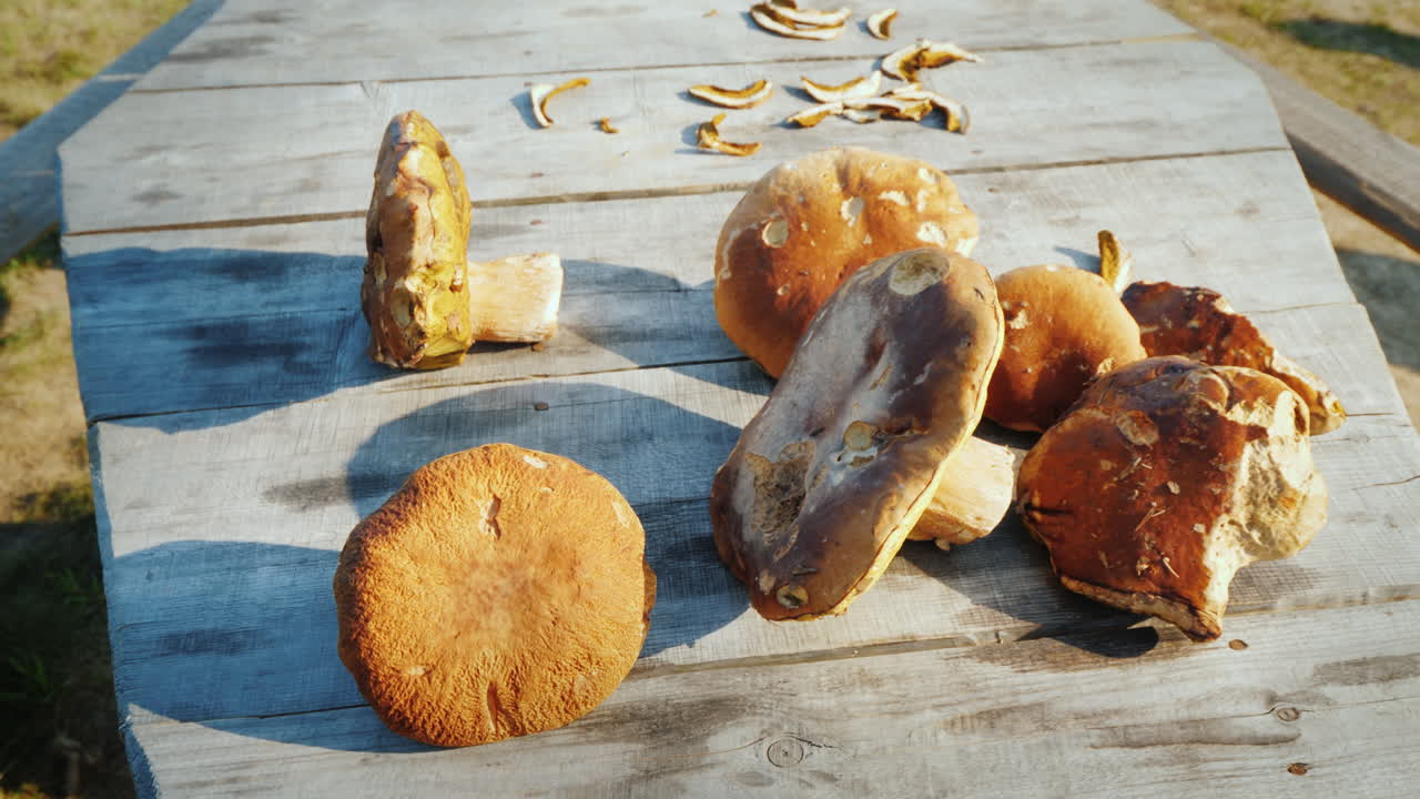 Several Large Edible But Wormy Mushrooms Lie On A Wooden Table