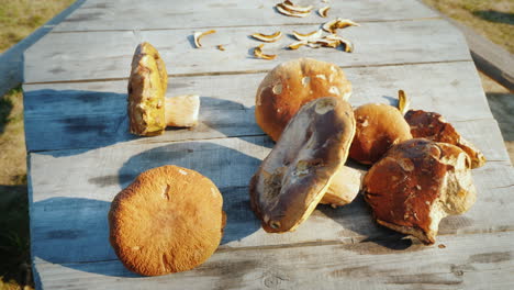several large edible but wormy mushrooms lie on a wooden table