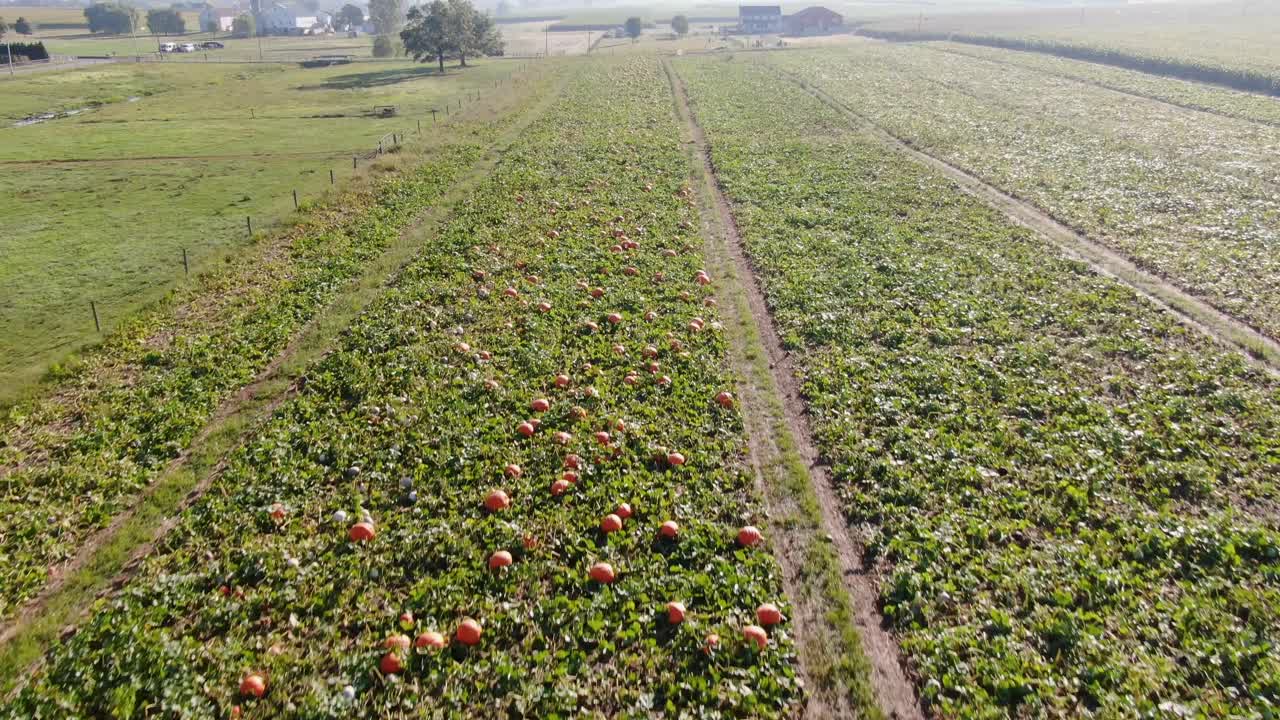 rápido despegue aéreo sobre calabazas, elevándose para revelar hermosas tierras de cultivo amish, lancaster, pensilvania, estados unidos