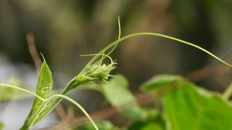 hermosa hoja verde - el viento