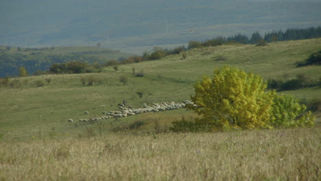 a flock of sheep in romanian countryside