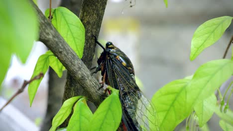 close-up macro footage of a cicada in slow motion on a tree branch