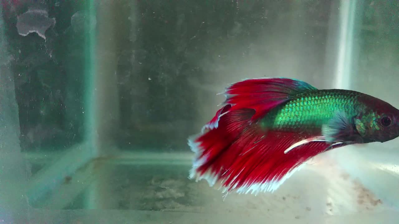 peces en un acuario en un video hd de fondo azul