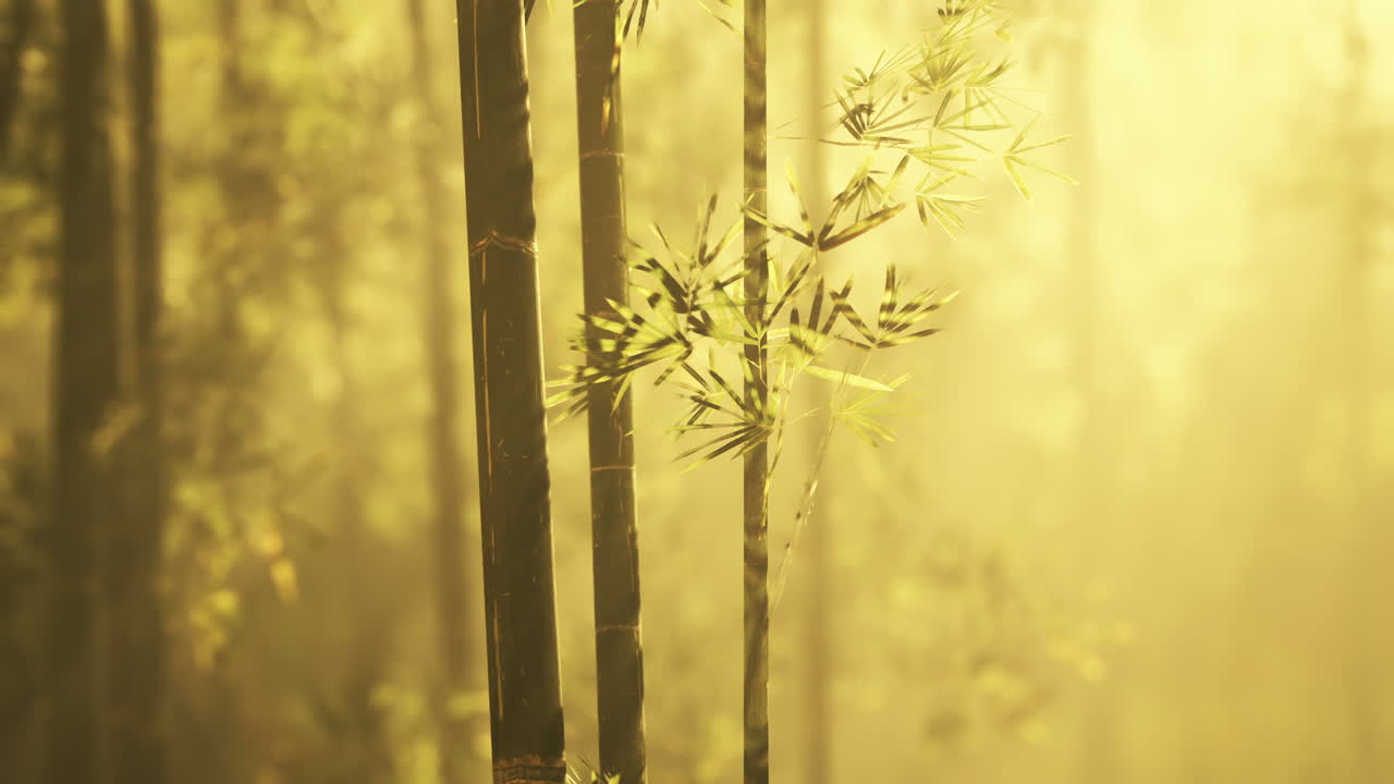 el bosque de bambú brumoso al amanecer