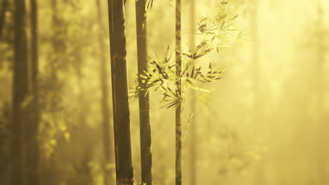 misty bamboo forest at sunrise