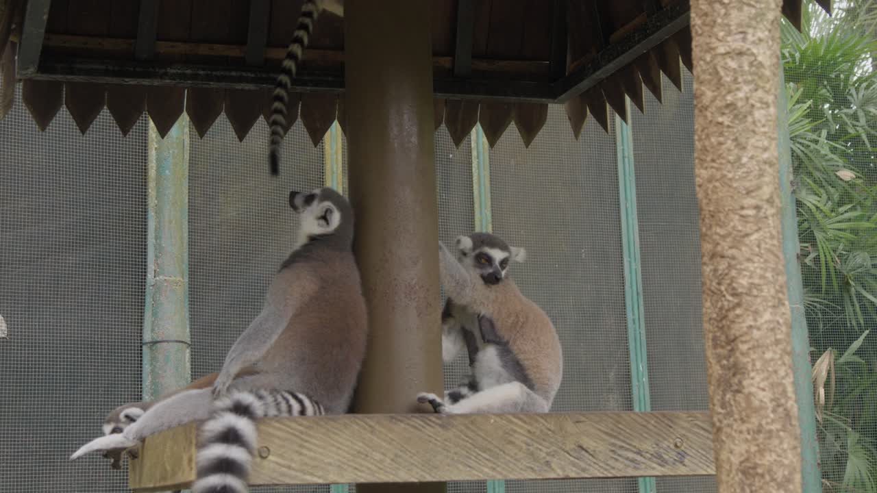 familia de lémures de cola anillada con bebés jugando y escalando