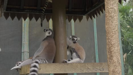 family of ring-tailed lemur with babies playing and climbing