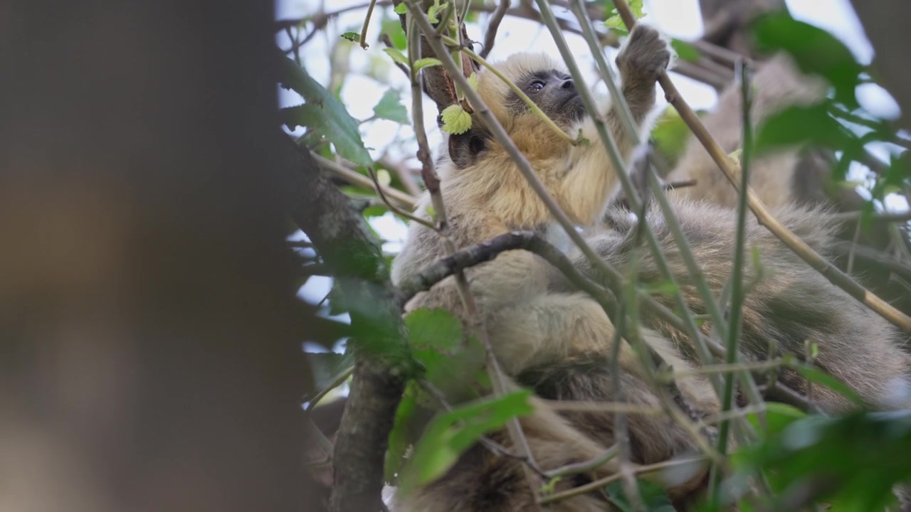 Una femmina di scimmia urlatrice nera e oro riposa in alto tra il fitto fogliame, allungandosi per cogliere e mangiare foglie fresche. Scatto di comportamento tranquillo per storie sulla fauna selvatica o temi di conservazione.