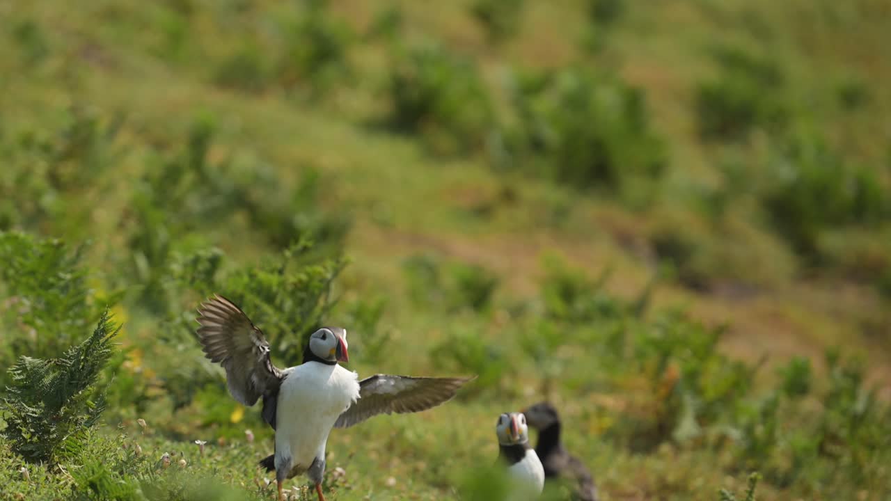 papagaio en cámara lenta volando y aterrizando en el suelo en su madriguera, papagaio atlántico en vuelo en cámara lenta en la isla de skomer