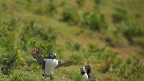 slow motion puffin flying and landing on the ground at its burrow, atlantic puffin in flight in slow motion on skomer island