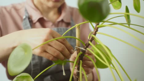 Crop-female-gardener-tying-pilea-peperomioides-plant-to-stake