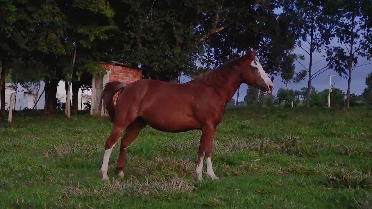 un caballo en campo abierto comiendo hierba durante el verano en brasil