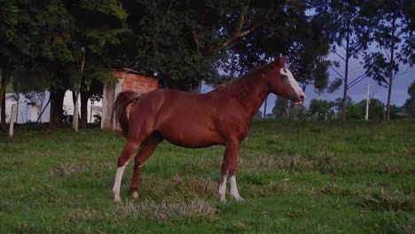 Un-Caballo-En-Campo-Abierto-Comiendo-Hierba-Durante-El-Verano-En-Brasil