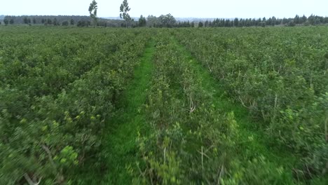 Vuelo-A-Bajo-Nivel-Sobre-Una-Plantación-De-Yerba-Mate,-Que-Ofrece-Una-Perspectiva-única-De-Las-Hileras-De-Plantas-Cuidadosamente-Dispuestas-En-Este-Paisaje-Agrícola-De-América-Del-Sur.