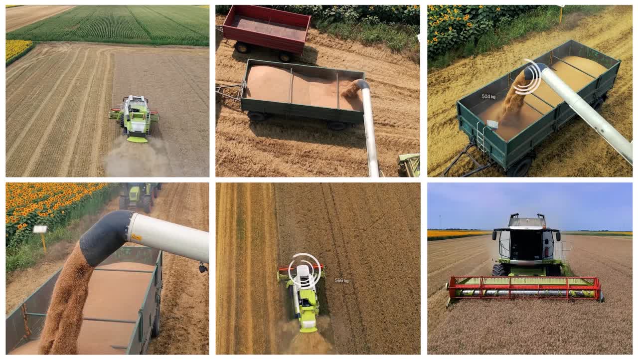 producción y el comercio mundial de trigo.