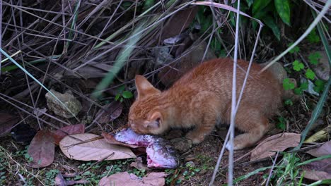 feral cat hungrily eating a tilapia