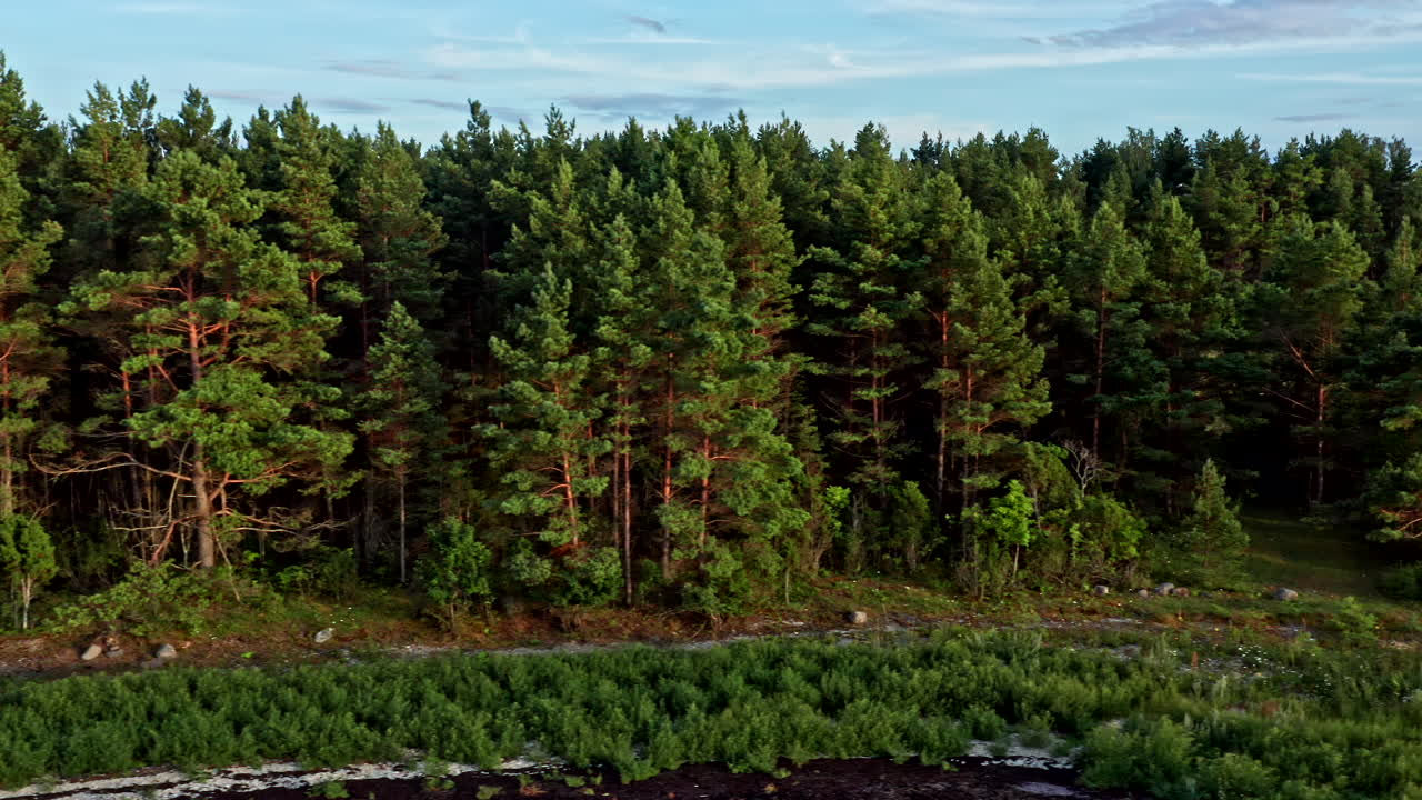 海邊一片松樹林的側面圖片