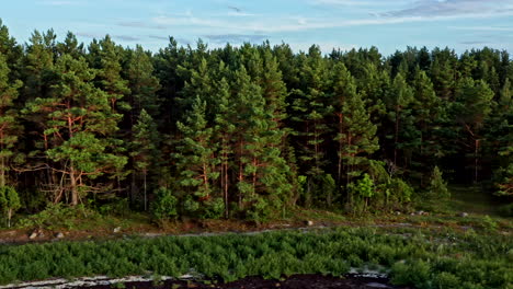 Sideways aerial of a pine forest by the sea