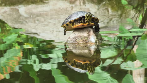 young yellow-bellied slider on a rock with reflections in pond water