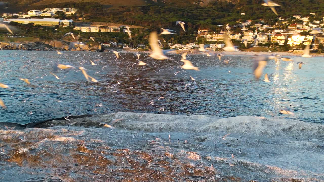 Cape Town 4K drone video, Capturing massive scene of birds flying over the shimmering sea at sunset. Camps Bay, Beach, Cape Town