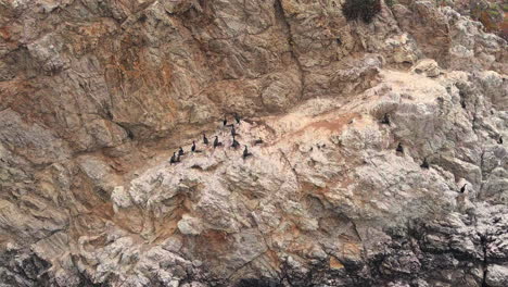 bandada de pájaros cormoranes sentados en el acantilado rocoso en big sur