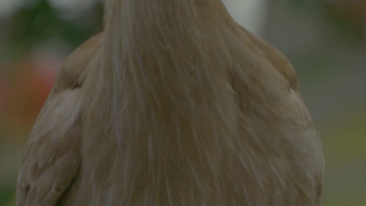 브라질 세라도 의 새 - 세리에마 - 의 발 에서 아름다운 얼굴 까지