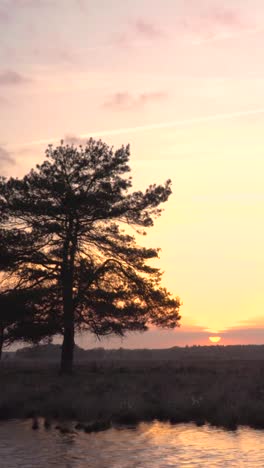 sunset over a pine tree