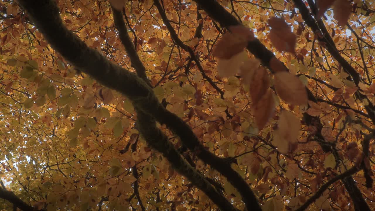 Looking Up At Autumnal Tree 4K
