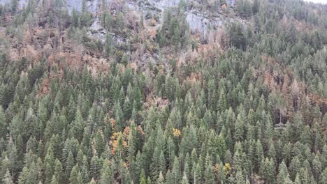 Luftaufnahmen-Einer-Drohne,-Die-über-Einen-Wald-Fliegt,-Der-Durch-Ein-Lauffeuer-Beschädigt-Wurde