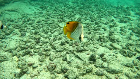 Vista-Cristalina-De-Un-Par-De-Peces-Mariposa-Hawaianos-Nadando-Bajo-El-Agua.