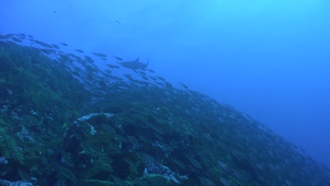 a shark swims by a big shoal of fish descending a deep reef