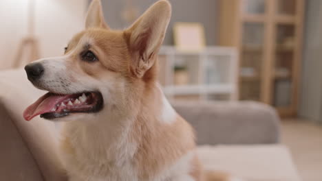 retrato de un corgi feliz