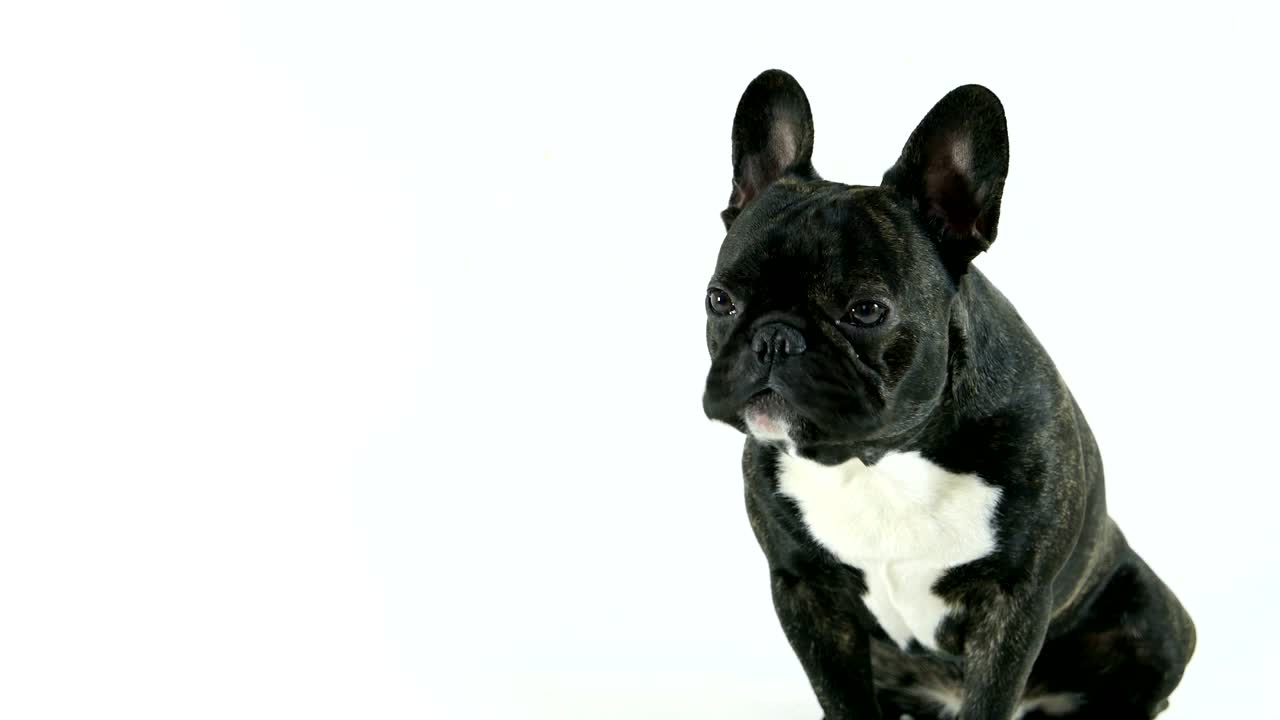 French bulldog dog sitting and licking, white background