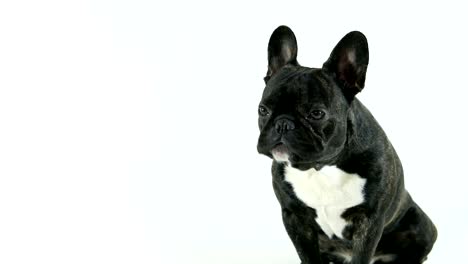 french bulldog dog sitting and licking, white background