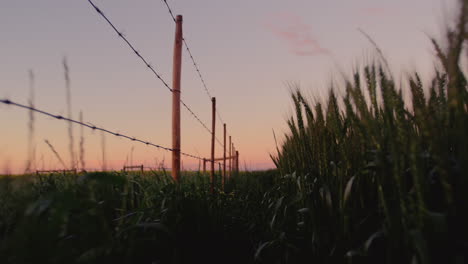 Close-up-of-fence-in-field